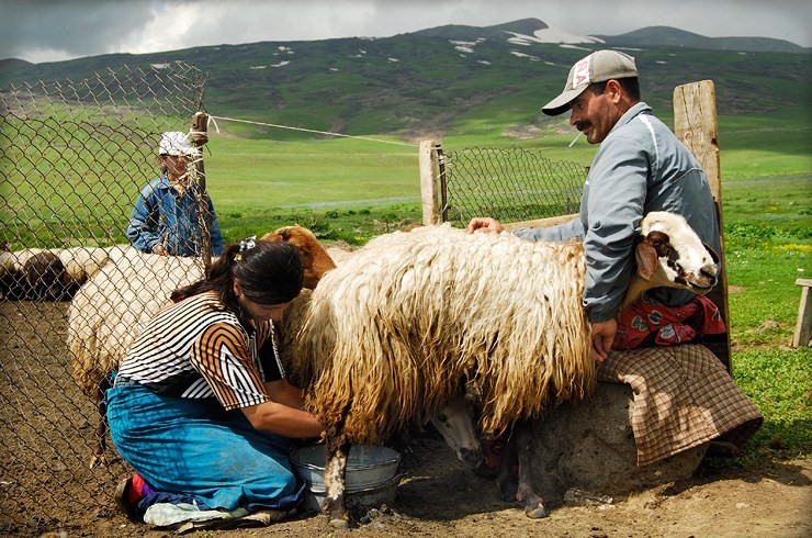 yezidi